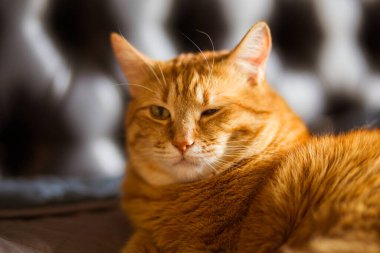 Kırmızı kedi kanepede yatıyor..