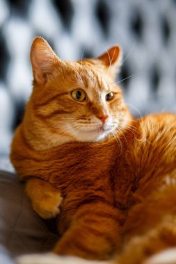 Oyuncak Kızıl Kedi 'nin portresi Pençe Kalkıyor ve Kara Arka Gruba Bakıyor