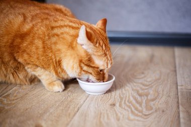Beyaz kaseden süt içen sevimli kızıl kedi. Tahta zeminde tüylü, susamış bir hayvan.
