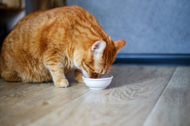 Sevimli safkan kedi, bembeyaz kaseye yakın duruyor ve mutfaktaki ahşap zeminde gri arka planda ona bakıyor. Tatlı safkan kedi yavrusu ölüyor.