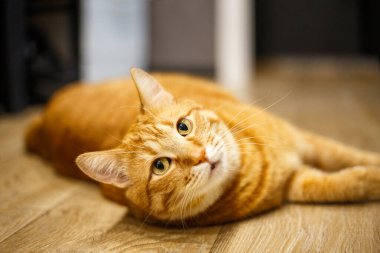 Cat karanlık arka planda güzel bir şekilde yatıyor. Mesaj için yer. Kedi ahşap zeminde dinleniyor. Şirin kedi başka tarafa bakıyor. Büyük yeşil gözlü kedi yavrusu. Evcil hayvan. Güzel kedicik. İnsanlar olmadan.