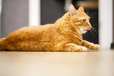 Cat karanlık arka planda güzel bir şekilde yatıyor. Mesaj için yer. Kedi ahşap zeminde dinleniyor. Şirin kedi başka tarafa bakıyor. Büyük yeşil gözlü kedi yavrusu. Evcil hayvan. Güzel kedicik. İnsanlar olmadan.