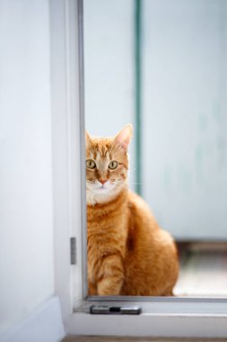 Safkan kızıl kedi odanın arka kapısından dışarı süzülüyor. Uzayı kopyala Kırmızı kedi yavrusu güneşli Kitche 'de