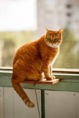 Güzel kızıl kedi balkonda oturur ve pencereden dışarı bakar. Evcil hayvan üzgün. Baş yakın plan. Hayvanların teması
