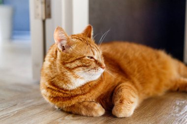 Kızıl kedi yerde uyuyor..