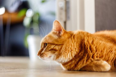 Sevimli şişman kızıl evcil kedi ahşap zeminde rahatla. Portakal kedicik uyuyor ve mutlu.