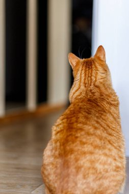 Evdeki ahşap zeminde fotokopi alanı olan kırmızı tekir kedi oturuyor. Sevimli evcil hayvan boynu.