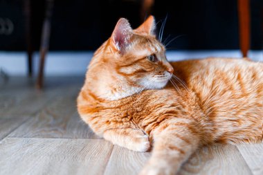 Çok tatlı bir kızıl tekir kedisi yerde yatıyor ve uyumak istiyor. Yakından bir portre. Güneş ışığı ve ev konforu. Evcil hayvan kavramı