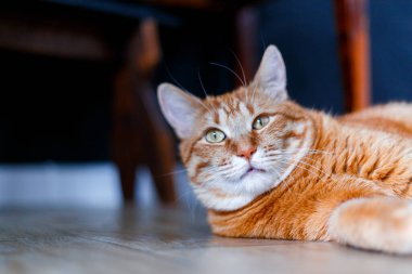 Kırmızı kedi tahta zeminde yatıyor..