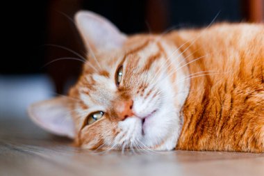 Öğleden sonra güzel, uykucu, şişman, turuncu kediyi odanın zemininde kapat. Kızıl kedicik uyuyor ve evde dinleniyor.