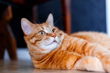 Çok tatlı bir kızıl tekir kedisi yerde yatıyor ve uyumak istiyor. Yakından bir portre. Güneş ışığı ve ev konforu. Evcil hayvan kavramı