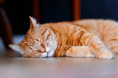 Evde uyuyan turuncu tekir kedi, yakın plan. Şişko, sevimli kızıl kedicik, rahatla tahtadan zeminde.