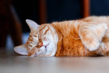 Evde uyuyan turuncu tekir kedi, yakın plan. Şişko, sevimli kızıl kedicik, rahatla tahtadan zeminde.