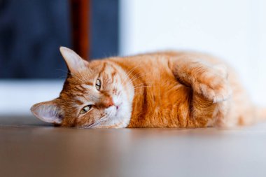 Çok tatlı bir kızıl tekir kedisi yerde yatıyor ve uyumak istiyor. Yakından bir portre. Güneş ışığı ve ev konforu. Evcil hayvan kavramı
