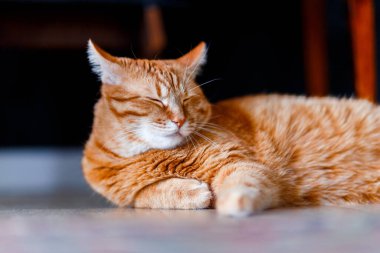 Orange Tabby Cat Sleeping at home, Close-up. Fat cute ginger kitty take relax on wooden floo clipart