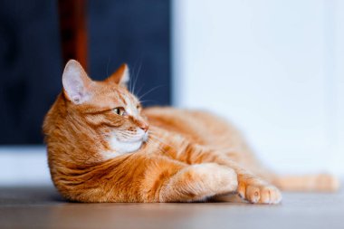 Çok tatlı bir kızıl tekir kedisi yerde yatıyor ve uyumak istiyor. Yakından bir portre. Güneş ışığı ve ev konforu. Evcil hayvan kavramı