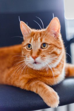 Kırmızı kedi koyu arkaplanda portreyi kapat. Sarı gözlü güzel turuncu kedi.
