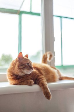 Güzel pofuduk kızıl kedi pencere eşiğinde yatıyor ve Rela 'sı var.