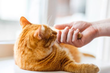 Mutlu turuncu kedi. Pencere kenarında erkeğin elleriyle uyumak çok güzel. Kedilerin pençelerini evdeki evcil hayvan konsepti olan oturma odasına yerleştir.