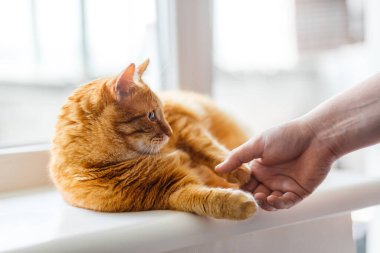 Mutlu turuncu kedi. Pencere kenarında erkeğin elleriyle uyumak çok güzel. Kedilerin pençelerini evdeki evcil hayvan konsepti olan oturma odasına yerleştir.