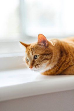 Pofuduk turuncu kedi inekleri sabah güneşinin ışınlarında pencere eşiğinde yatarken. Rahat bir uyku.