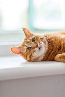 Pofuduk turuncu kedi inekleri sabah güneşinin ışınlarında pencere eşiğinde yatarken. Rahat bir uyku.