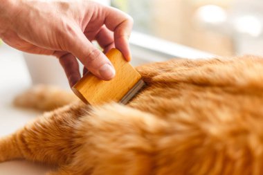 Zencefil kedinin oturduğu yeri kapatın ve erkekler kedi kürkünü kedilerin sağlığını korumak için kullanırlar.