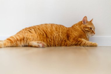 Çok tatlı bir kızıl tekir kedisi yerde yatıyor ve uyumak istiyor. Yakından bir portre. Güneş ışığı ve ev konforu. Evcil hayvan kavramı