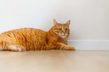 Çok tatlı bir kızıl tekir kedisi yerde yatıyor ve uyumak istiyor. Yakından bir portre. Güneş ışığı ve ev konforu. Evcil hayvan kavramı