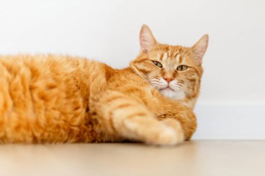 Çok tatlı bir kızıl tekir kedisi yerde yatıyor ve uyumak istiyor. Yakından bir portre. Güneş ışığı ve ev konforu. Evcil hayvan kavramı