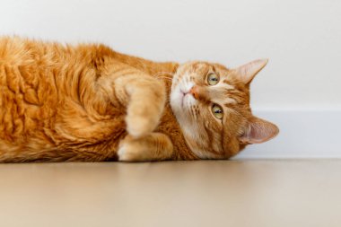 Çok tatlı bir kızıl tekir kedisi yerde yatıyor ve uyumak istiyor. Yakından bir portre. Güneş ışığı ve ev konforu. Evcil hayvan kavramı