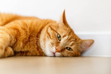 Öğleden sonra güzel, uykucu, şişman, turuncu kediyi odanın zemininde kapat. Kızıl kedicik uyuyor ve evde dinleniyor.