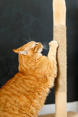 Kırmızı şişman kedi tırmalama kazığında pençelerini keskinleştirir.
