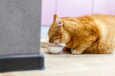 Kırmızı, kızıl, çizgili kedi ahşap zeminde kaseden yiyor. Mutfakta beyaz kaseli şirin safkan kedi yavrusu. Tatlı safkan kırmızı kedi iyi beslenmiş yatıyor ve savaşa bakıyor.