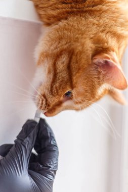 Veterinerlerden ilaç alan sevimli kızıl kedicik beyaz arka planı veriyor. Gri İngiliz kedi yavrusu kontrol için veterineri ziyaret ediyor. Veterinerlik doktoru, bir arabanın kurtlarını dökmek için ilaç veriyor.