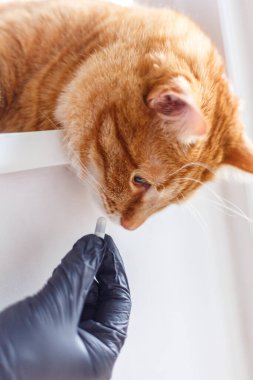 Veterinerlerden ilaç alan sevimli kızıl kedicik beyaz arka planı veriyor. Gri İngiliz kedi yavrusu kontrol için veterineri ziyaret ediyor. Veterinerlik doktoru, bir arabanın kurtlarını dökmek için ilaç veriyor.