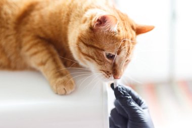 Büyük turuncu kedi, sahibinden lezzetli bir vitamin alır. Veteriner kliniği danışmanı