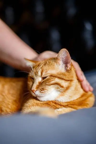 Oyuncak Kızıl Kedi 'nin portresi Pençe Kalkıyor ve Kara Arka Gruba Bakıyor