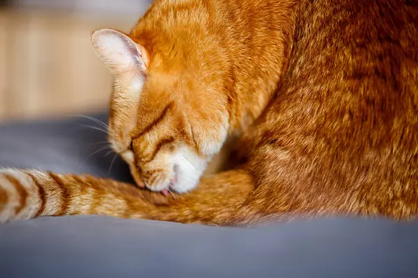 Turuncu kızıl kedi pençelerini yalıyor ve saçlarını yalıyor, kendini siyah Blanke ile yıkıyor.