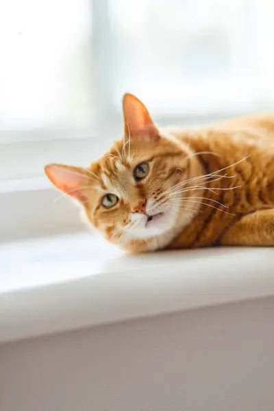 stock image fluffy orange cat squints while lying on the windowsill in the rays of the morning sun. Comfortable sleep