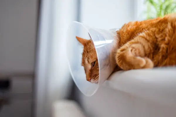 Odada Elizabeth dönemi plastik yakalı hasta turuncu kedi ya da külah tasmalı kedi gözünü kaşımasına engel oluyor koruyucu plastik yakalı şirin kedi.