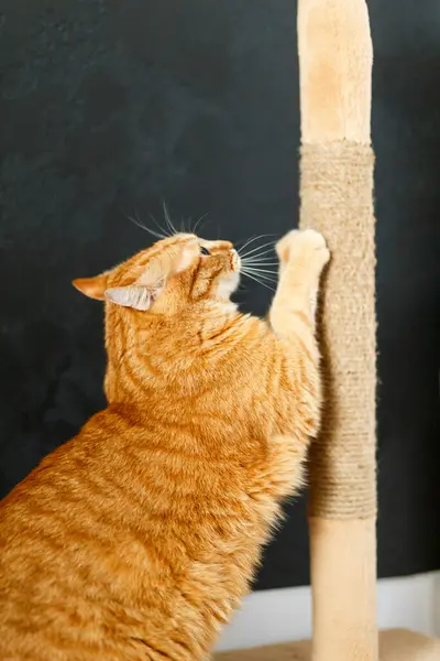 Kırmızı şişman kedi tırmalama kazığında pençelerini keskinleştirir.