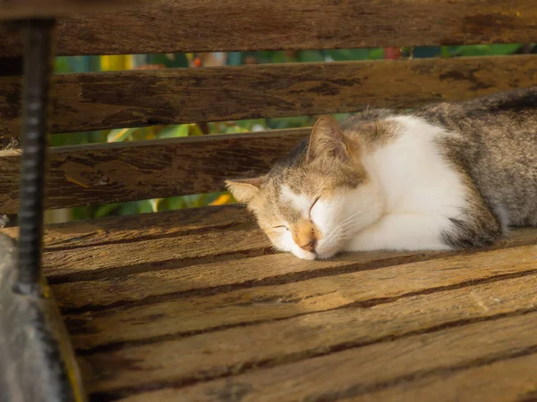 Çizgili Kedi Güneşte Tahta Bir Sandalyede Uyur — Stok fotoğraf
