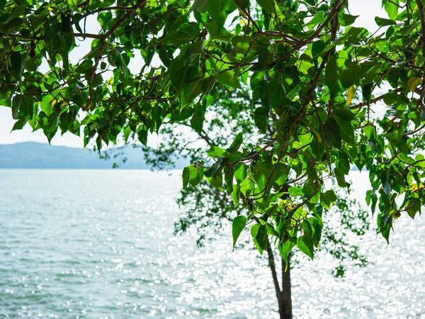 Güneşli bir günde Tayland 'da deniz kenarında yeşil yaprakların fotoğraflarını çekmek.