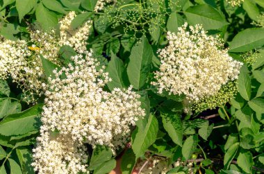 Şifalı yaşlı bitkinin çiçekleri yazın çalılıklarda açar.
