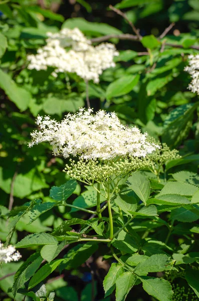 Flowers Medicinal Elder Plant Bloom Bush Summer — Stock Photo, Image