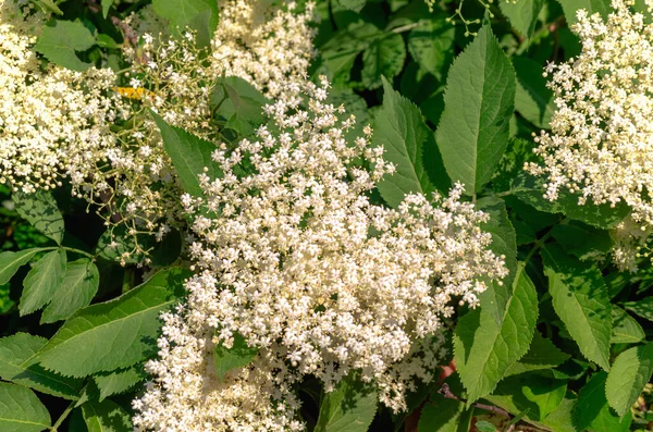 stock image flowers of the medicinal elder plant bloom on the bush in summer
