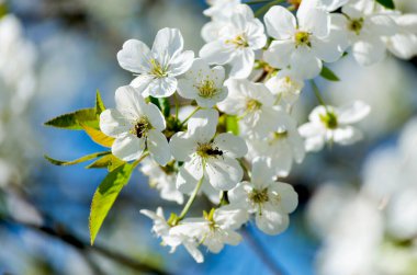 Mavi, berrak bir gökyüzünün arka planında bir kiraz ağacının beyaz çiçeği