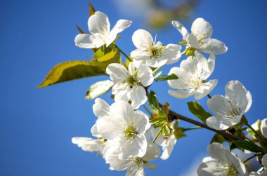 Mavi, berrak bir gökyüzünün arka planında bir kiraz ağacının beyaz çiçeği