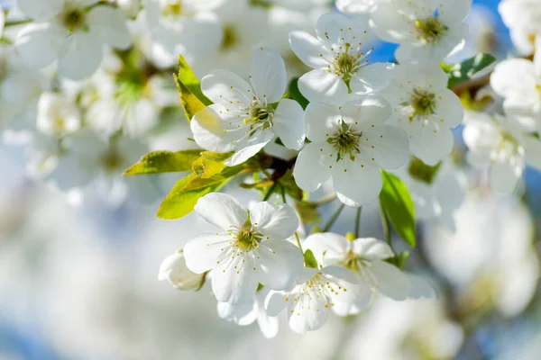 Die Weiße Blüte Eines Kirschbaums Vor Dem Hintergrund Eines Blauen — Stockfoto